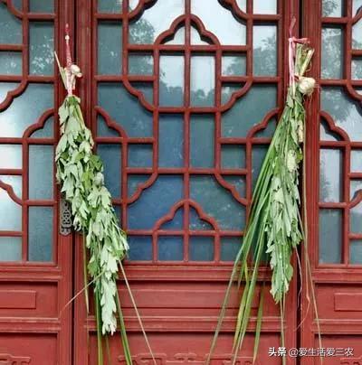 艾叶挂在家里哪些地方好，艾草如何挂在门头有何讲究（端午节有趣风俗你知道吗）