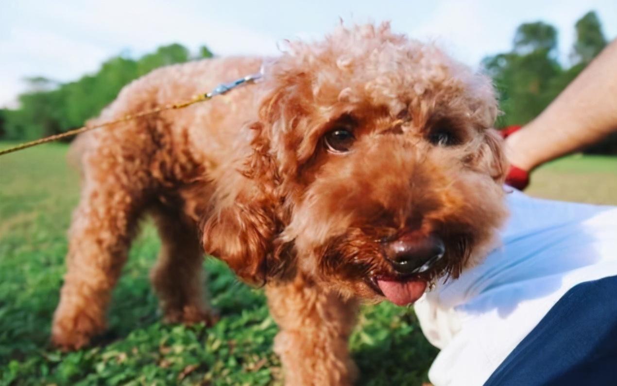 玩具泰迪犬多少天可以买回家 玩具泰迪犬能长多大