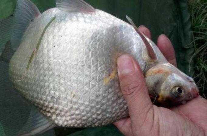 高温天钓鳊鱼绝招揭秘：掌握这几点，鱼获翻倍不空竿