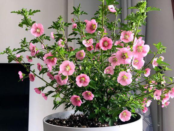 新鲜桔子皮的功效，新鲜橘子皮的功效与作用及禁忌（吃剩的桔子皮别乱扔）