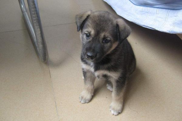 土狗怎么养，一个月的小土狗怎么养（中华田园犬饲养指南）