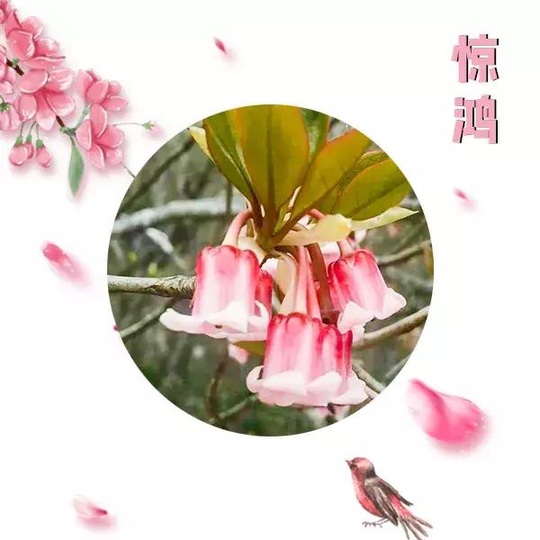 野生吊钟花什么时候开花，吊钟花结果吗（鲜艳的春节红已提早报春）