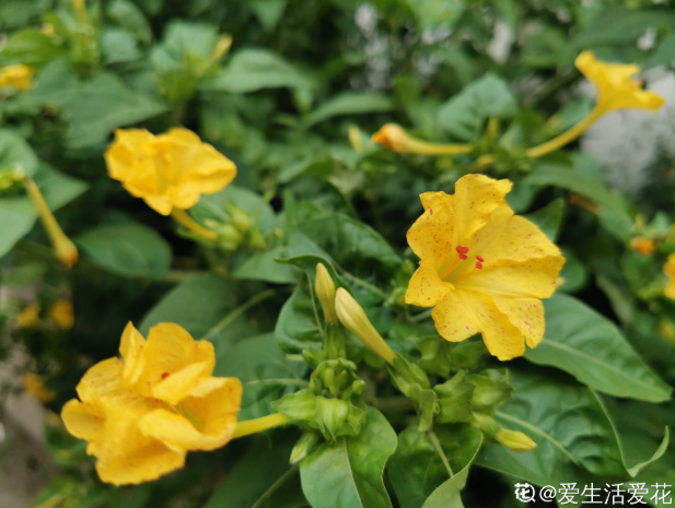 紫茉莉（紫茉莉花），农村院里的3种茉莉花（紫茉莉 茉莉）