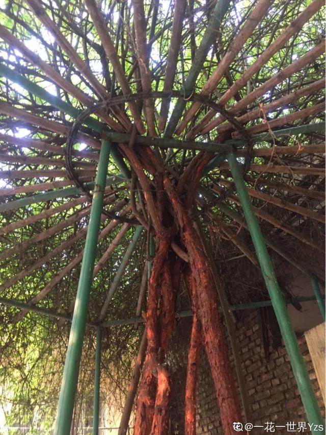 一梦两三年一花一世界网名，一梦两三年一花一世界微信昵称（千年的紫藤树···5种花越老越值钱）