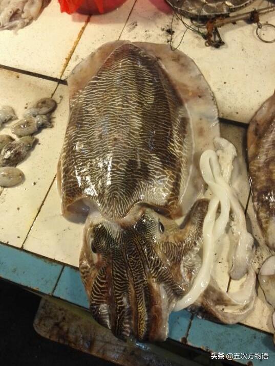 乌贼就是章鱼吗 乌贼并不是章鱼，乌贼就是章鱼吗（青岛常吃的乌贼，你都认识吗）