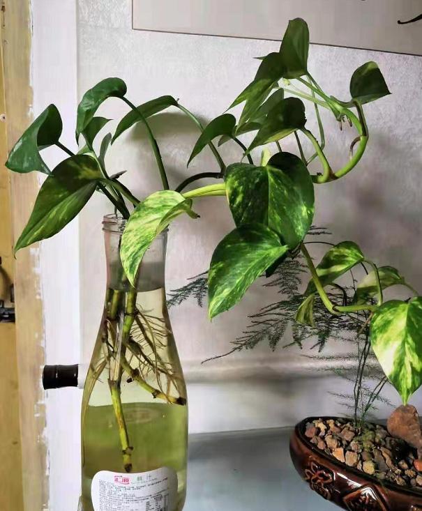 怎么水培绿萝，绿萝怎么水养（用“黑暗魔法”）