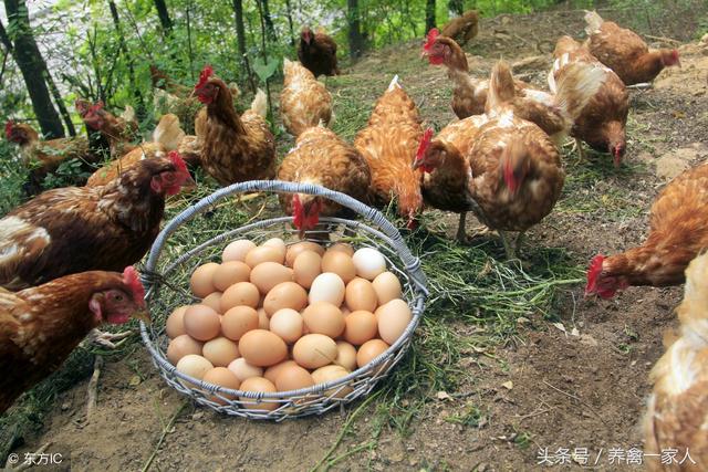 石粉用途，机制砂石粉用途（蛋鸡饲养中石粉该添加吗）