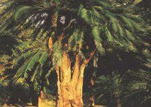 龙棕是裸子植物还是被子植物,龙棕是裸子植物还是被子植物图片(仙湖植物园位于深圳市罗湖区东郊的莲塘仙湖路) 龙棕是裸子植物还是被子植物,龙棕是裸子植物还是被子植物图片(仙湖植物园位于深圳市罗湖区东郊的莲塘仙湖路)