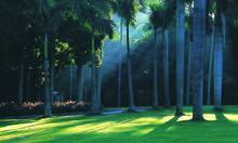 龙棕是裸子植物还是被子植物,龙棕是裸子植物还是被子植物图片(仙湖植物园位于深圳市罗湖区东郊的莲塘仙湖路) 龙棕是裸子植物还是被子植物,龙棕是裸子植物还是被子植物图片(仙湖植物园位于深圳市罗湖区东郊的莲塘仙湖路)