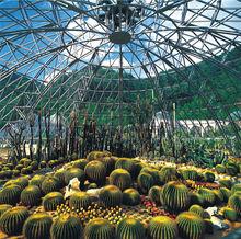 龙棕是裸子植物还是被子植物,龙棕是裸子植物还是被子植物图片(仙湖植物园位于深圳市罗湖区东郊的莲塘仙湖路) 龙棕是裸子植物还是被子植物,龙棕是裸子植物还是被子植物图片(仙湖植物园位于深圳市罗湖区东郊的莲塘仙湖路)