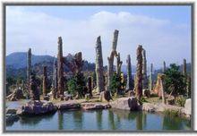 龙棕是裸子植物还是被子植物,龙棕是裸子植物还是被子植物图片(仙湖植物园位于深圳市罗湖区东郊的莲塘仙湖路) 龙棕是裸子植物还是被子植物,龙棕是裸子植物还是被子植物图片(仙湖植物园位于深圳市罗湖区东郊的莲塘仙湖路)