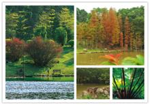 龙棕是裸子植物还是被子植物,龙棕是裸子植物还是被子植物图片(仙湖植物园位于深圳市罗湖区东郊的莲塘仙湖路) 龙棕是裸子植物还是被子植物,龙棕是裸子植物还是被子植物图片(仙湖植物园位于深圳市罗湖区东郊的莲塘仙湖路)