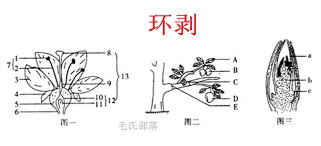 梨树修剪技术，梨树夏剪与冬剪方法（樱桃树的修剪方法）