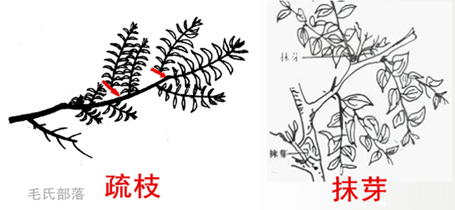 梨树修剪技术，梨树夏剪与冬剪方法（樱桃树的修剪方法）