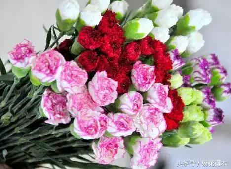 康乃馨催乳公司，康乃馨产后修复产品怎么样（康乃馨的鉴赏与保鲜）