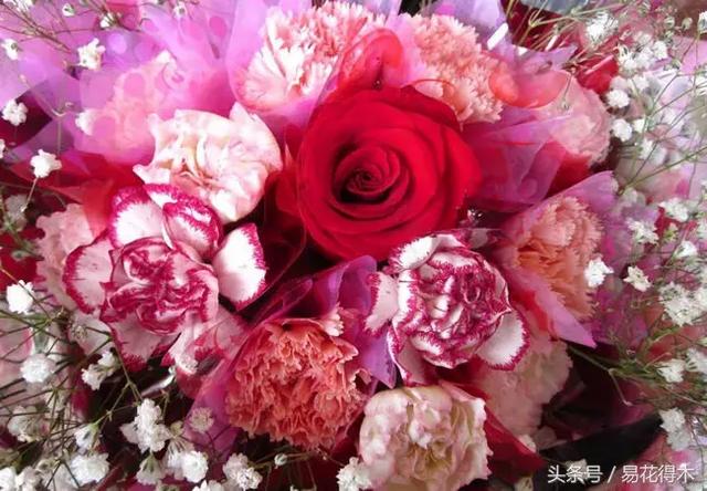 康乃馨催乳公司，康乃馨产后修复产品怎么样（康乃馨的鉴赏与保鲜）