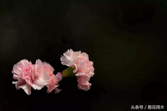 康乃馨催乳公司，康乃馨产后修复产品怎么样（康乃馨的鉴赏与保鲜）