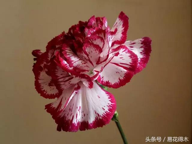 康乃馨催乳公司，康乃馨产后修复产品怎么样（康乃馨的鉴赏与保鲜）