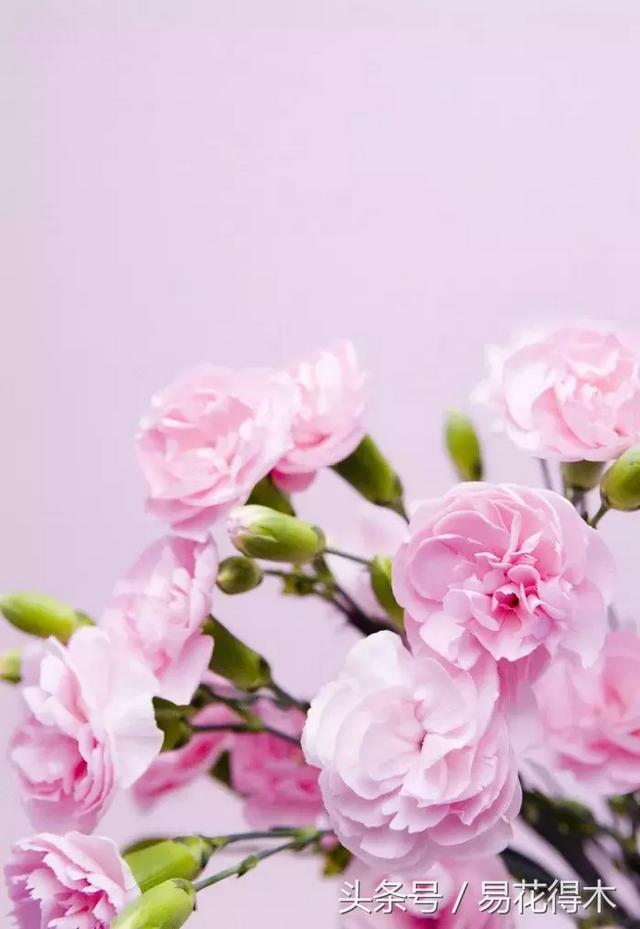 康乃馨催乳公司，康乃馨产后修复产品怎么样（康乃馨的鉴赏与保鲜）