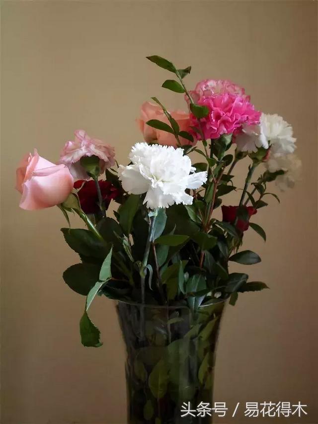 康乃馨催乳公司，康乃馨产后修复产品怎么样（康乃馨的鉴赏与保鲜）