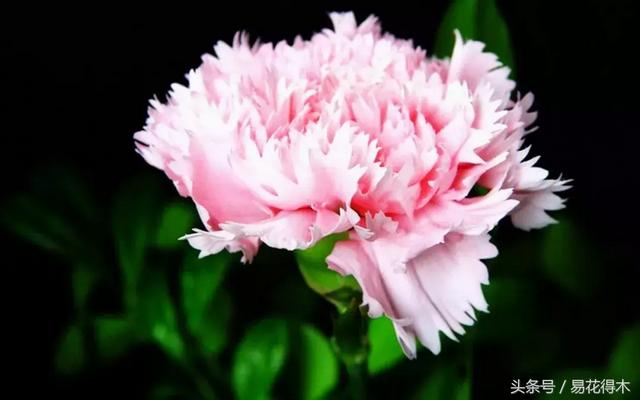 康乃馨催乳公司，康乃馨产后修复产品怎么样（康乃馨的鉴赏与保鲜）