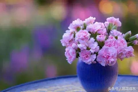 康乃馨催乳公司，康乃馨产后修复产品怎么样（康乃馨的鉴赏与保鲜）