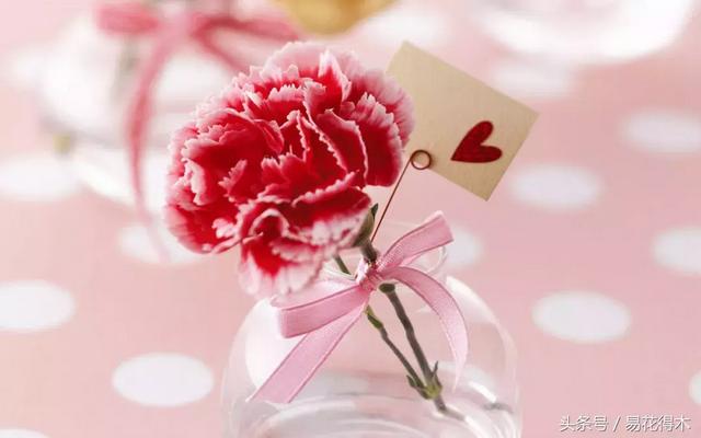 康乃馨催乳公司，康乃馨产后修复产品怎么样（康乃馨的鉴赏与保鲜）