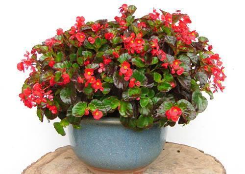 海棠花好养吗，家养海棠花的养殖方法（海棠花耐看又耐养）