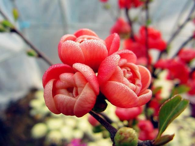 海棠花好养吗，家养海棠花的养殖方法（海棠花耐看又耐养）