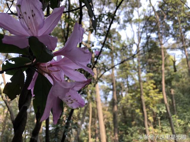 广州王子山森林公园，广州花都一日游去哪里（广州地区内难得一见的“世外桃源”）