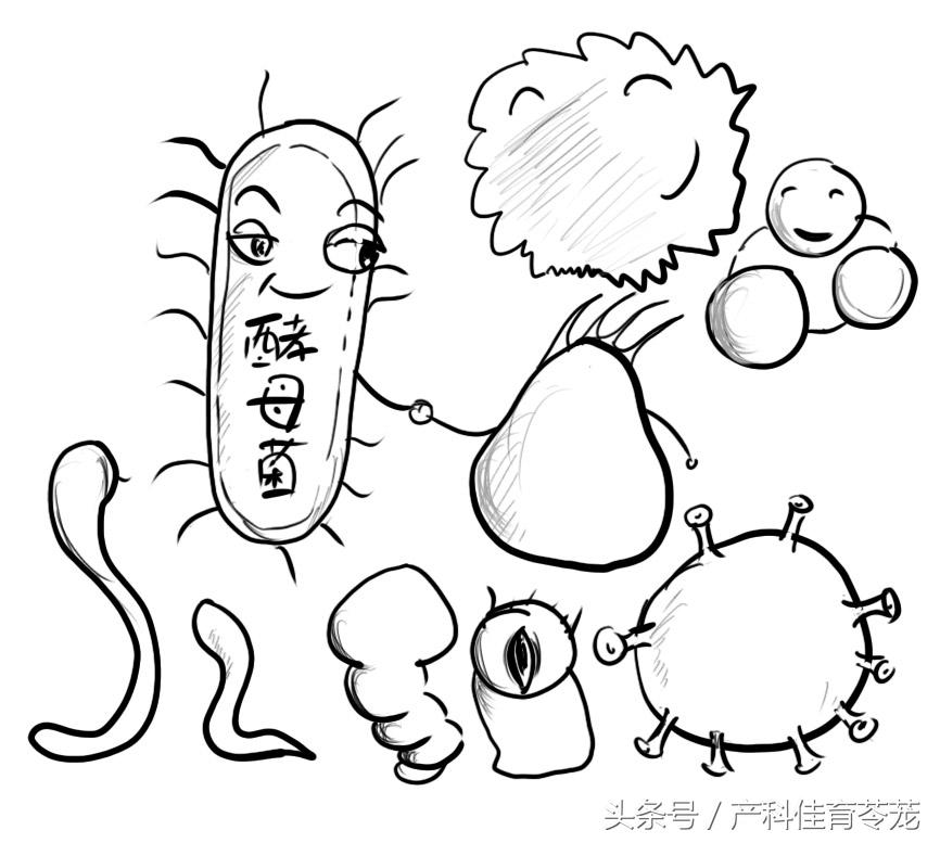 酵母菌图片简笔画图片
