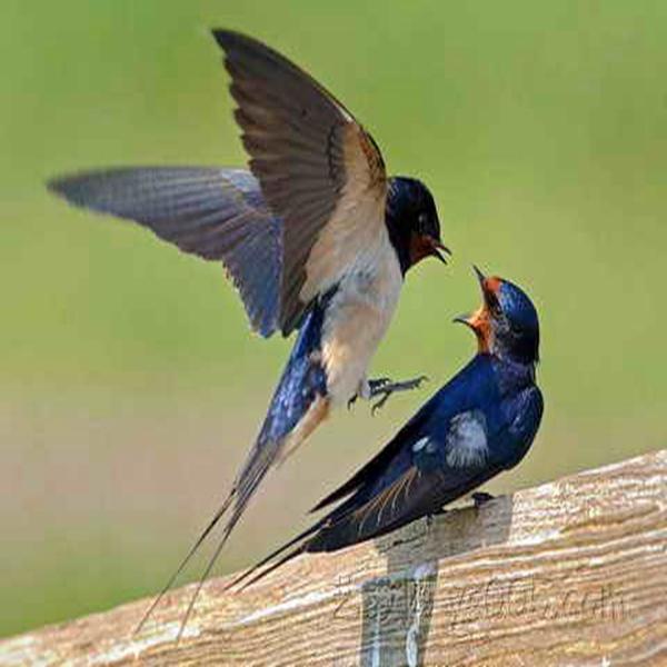 燕子燕子素以雌雄颉颃,飞则相随,以此而成为爱情的象征,"思为双飞燕