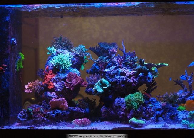 尼罗河珊瑚怎么养，尼罗河珊瑚可以和什么放一起（LPS咸鱼级海水缸开缸——珊瑚难养）