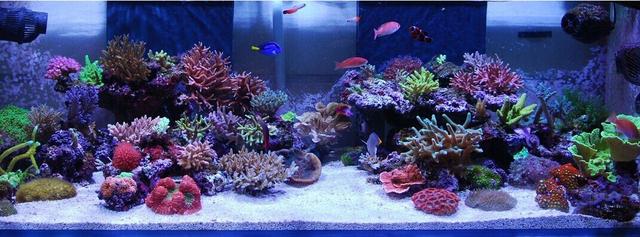 尼罗河珊瑚怎么养，尼罗河珊瑚可以和什么放一起（LPS咸鱼级海水缸开缸——珊瑚难养）