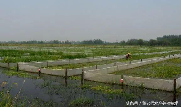 四通一平指的是什么，小龙虾池塘建设的第一步—场地选择