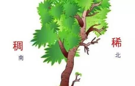 蚂蚁洞口朝向什么方向，蚂蚁洞口怎么辨别方向（在野外如何借助环境快速辨别方向的技巧）