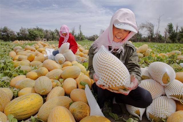 甜瓜的营养价值，甜瓜的营养价值及功效（被誉为“瓜中之王”调血压）