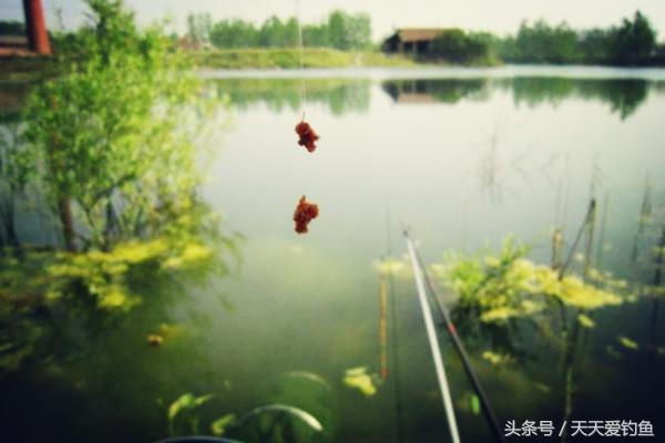 台钓如何钓浮，台钓怎样调浮漂（可钓底也可钓浮轻松应对全泳层）