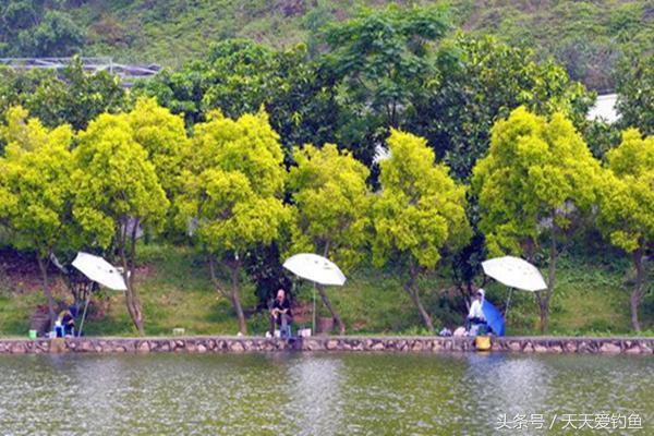 台钓如何钓浮，台钓怎样调浮漂（可钓底也可钓浮轻松应对全泳层）