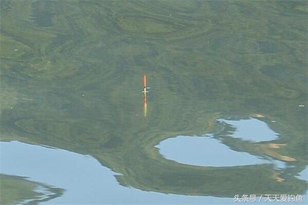 台钓如何钓浮，台钓怎样调浮漂（可钓底也可钓浮轻松应对全泳层）