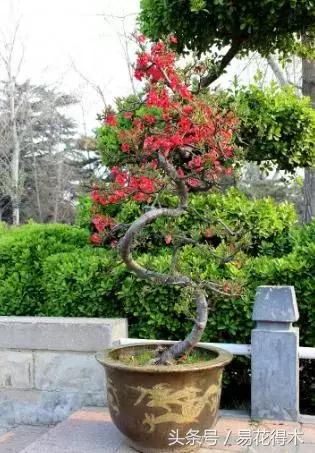 国王椰子的养护知识，国王椰子盆栽的方法（惊蛰后盆栽花卉的养护管理注意事项）