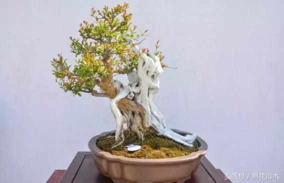 国王椰子的养护知识，国王椰子盆栽的方法（惊蛰后盆栽花卉的养护管理注意事项）