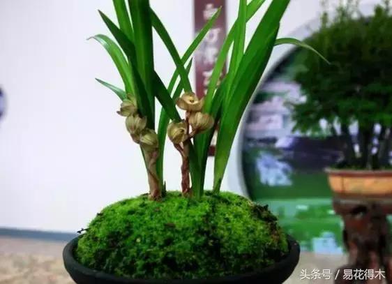 国王椰子的养护知识，国王椰子盆栽的方法（惊蛰后盆栽花卉的养护管理注意事项）