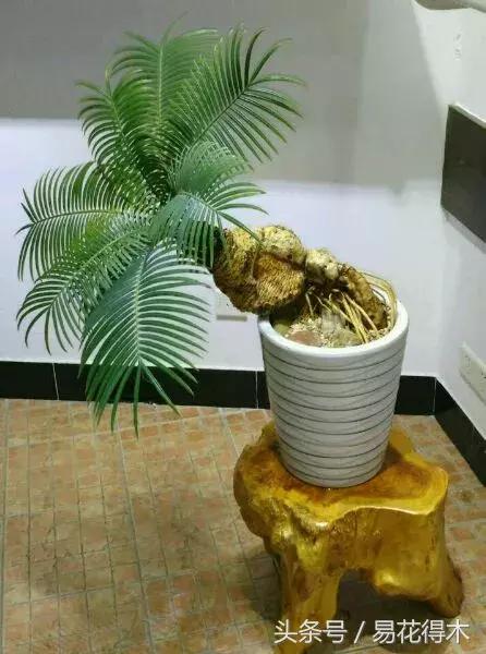 国王椰子的养护知识，国王椰子盆栽的方法（惊蛰后盆栽花卉的养护管理注意事项）