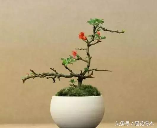 国王椰子的养护知识，国王椰子盆栽的方法（惊蛰后盆栽花卉的养护管理注意事项）