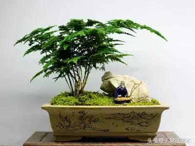 国王椰子的养护知识，国王椰子盆栽的方法（惊蛰后盆栽花卉的养护管理注意事项）