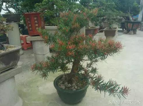 国王椰子的养护知识，国王椰子盆栽的方法（惊蛰后盆栽花卉的养护管理注意事项）