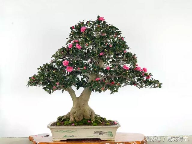 国王椰子的养护知识，国王椰子盆栽的方法（惊蛰后盆栽花卉的养护管理注意事项）