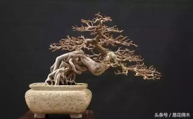 国王椰子的养护知识，国王椰子盆栽的方法（惊蛰后盆栽花卉的养护管理注意事项）