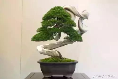 国王椰子的养护知识，国王椰子盆栽的方法（惊蛰后盆栽花卉的养护管理注意事项）